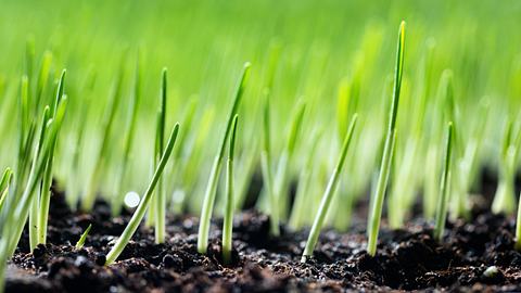 Rasenerde - Foto: iStock / sbayram