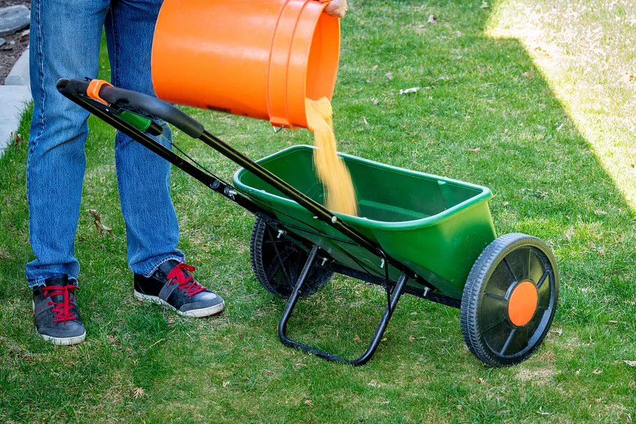 Rasenkalk in Streuwagen füllen Ein Mann in blauen Jeanshosen füllt maisfarbenden Rasenkalk aus einem orangenen Plastikeimer in einen dunkelgrünen Streuwagen um, der auf einer grünen Rasenfläche steht