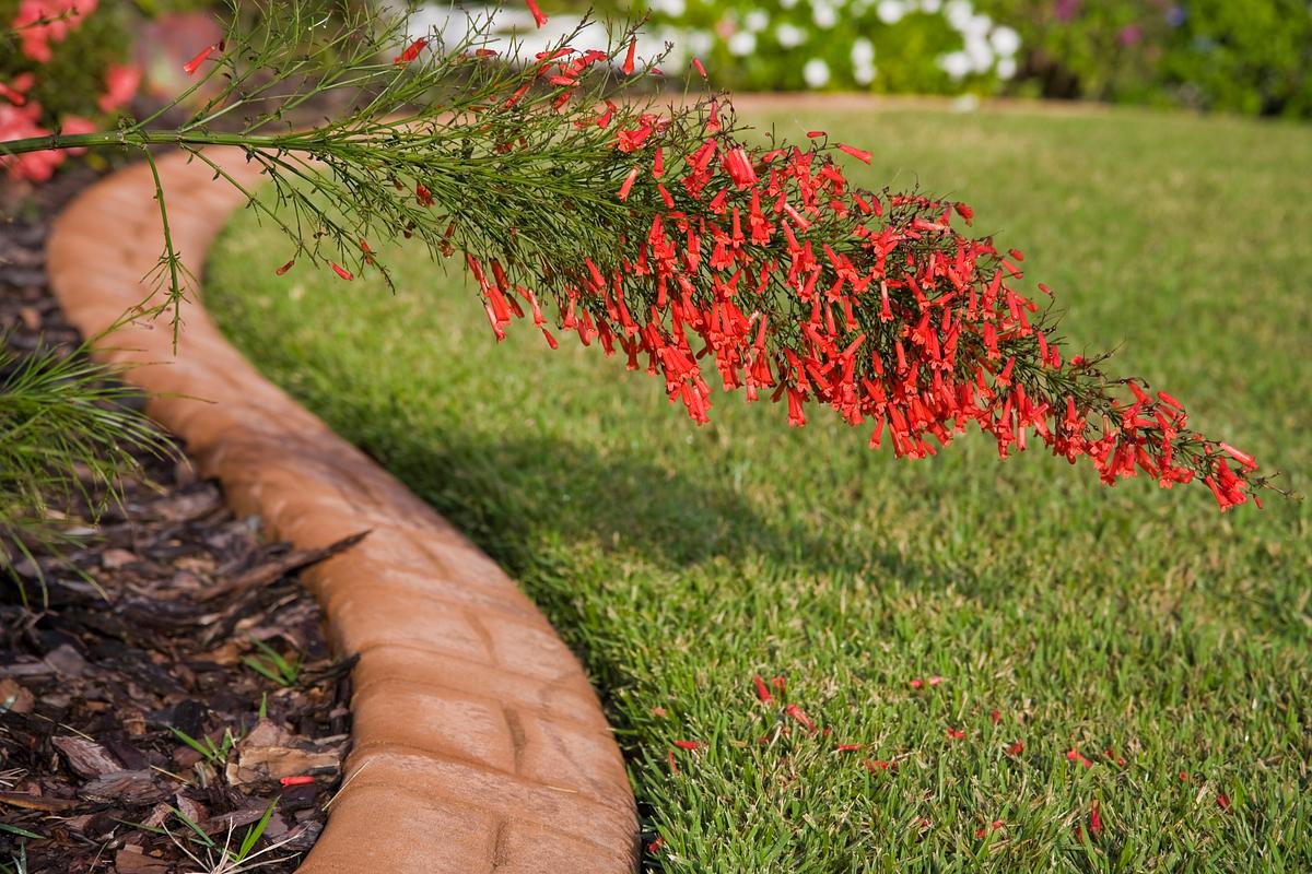 Eine akkurat gepflegte und an Ziegelsteinen angrenzende Rasenfläche, davor eine rote Blume