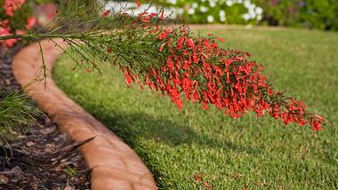 Eine akkurat gepflegte und an Ziegelsteinen angrenzende Rasenfläche, davor eine rote Blume - Foto: iStock/RobertsGalleries