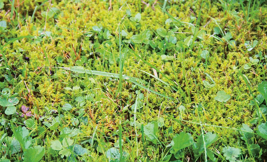 Rasen im Frühjahr vorbereiten Rasenpflege