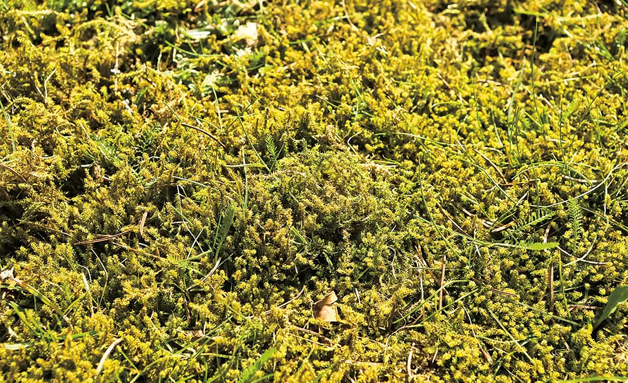 Die 5 häufigsten Rasenprobleme Moos