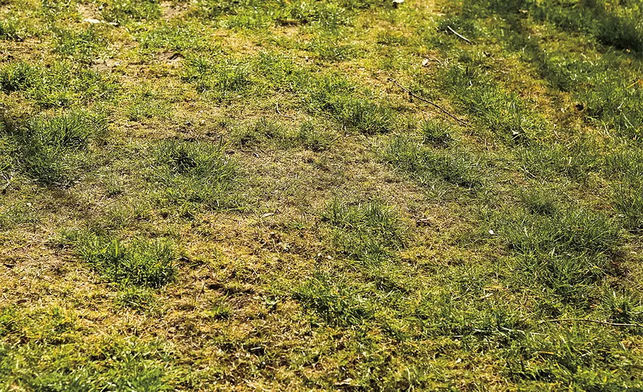 Die 5 häufigsten Rasenprobleme Wachstum