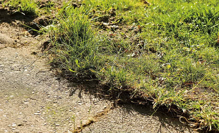 Die 5 häufigsten Rasenprobleme Probleme