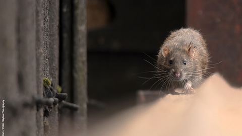 Ratten vertreiben - Foto: iStock / Peter Clayton Photography