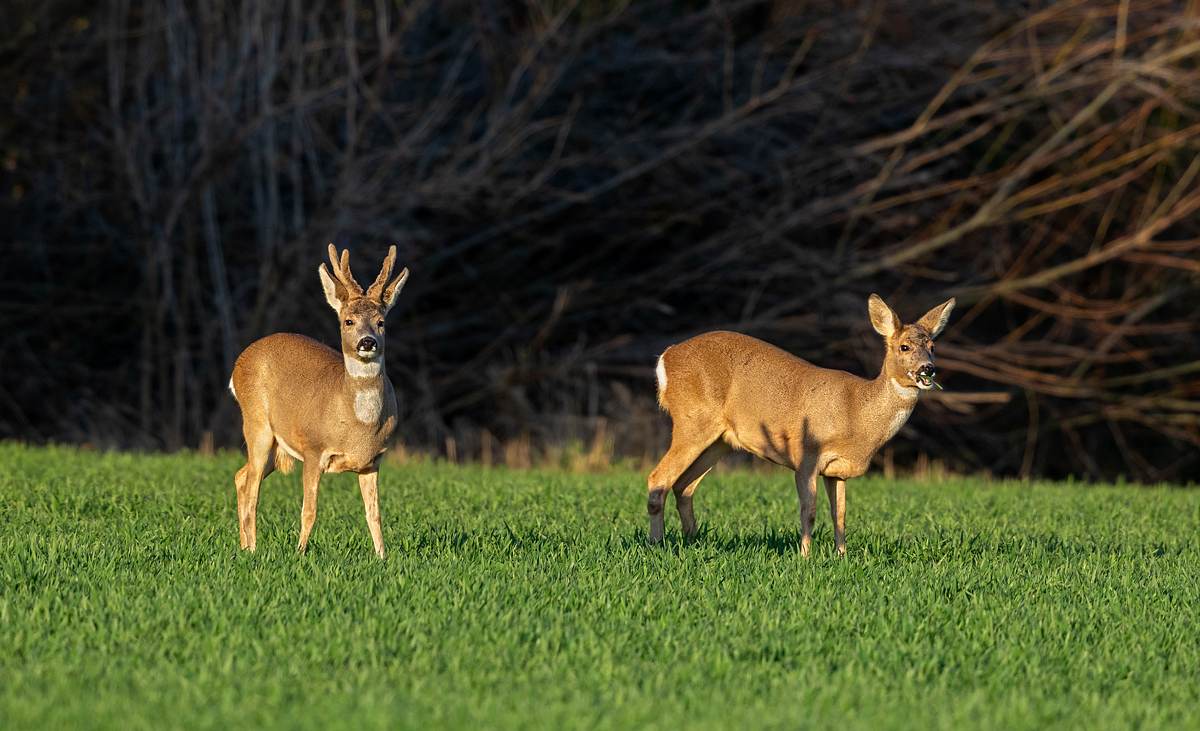 Rehe können in Gärten an Pflanzen große Schäden anrichten.