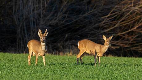 Rehe können in Gärten an Pflanzen große Schäden anrichten. - Foto: iStock / Andyworks