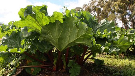 Rhabarberpflanze im Beet - Foto: Eiston / Pixabay