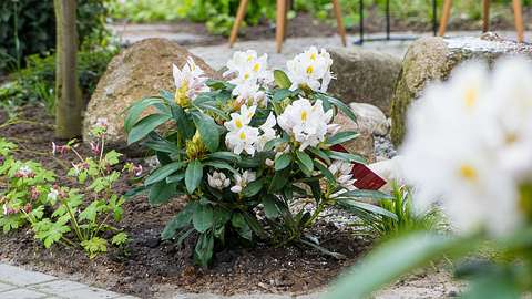 Rhododendron düngen - Foto: Hersteller / Inkarho