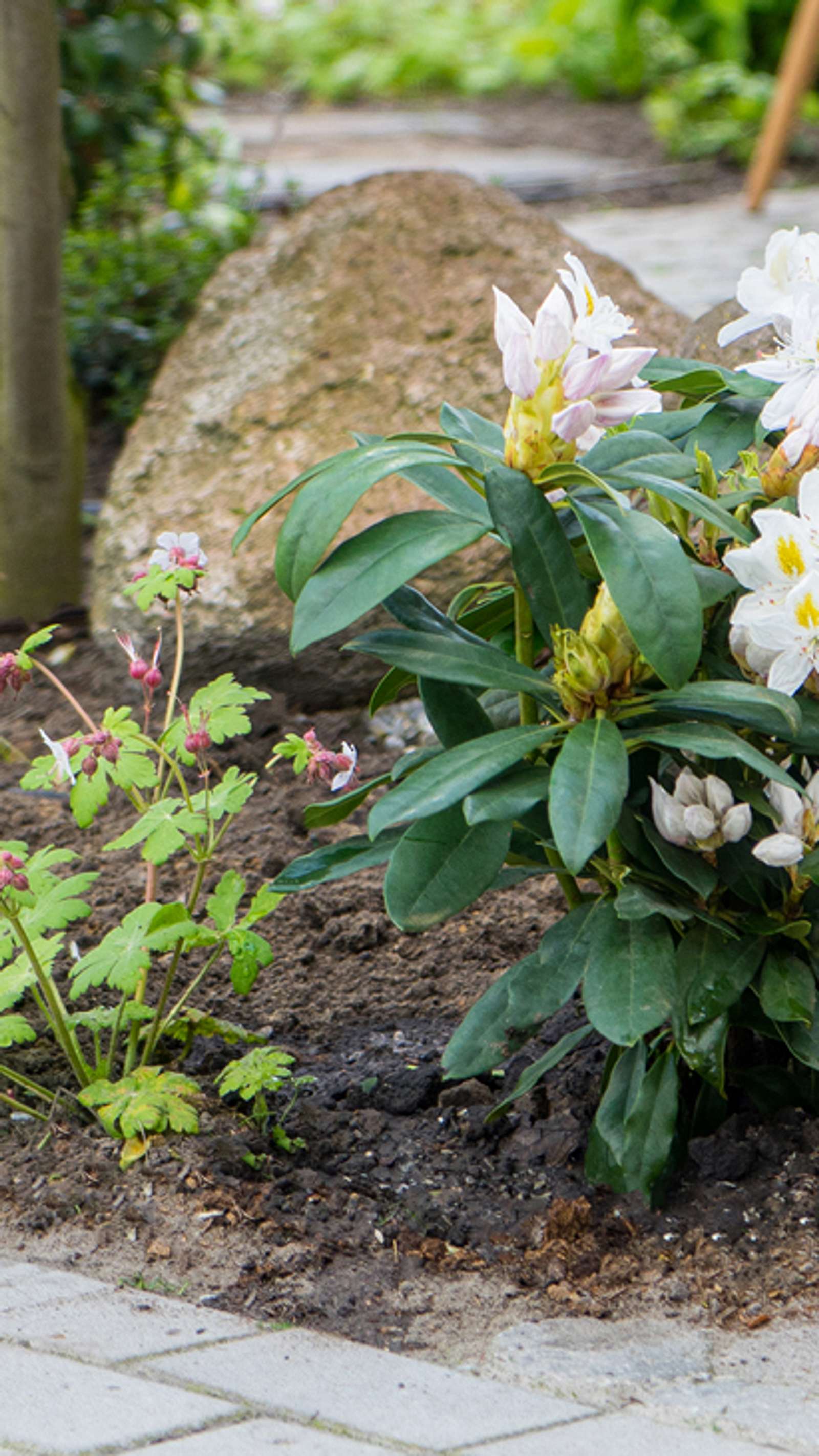 Rhododendron dngen: Do's and Dont's fr ppige Blten | Selbst