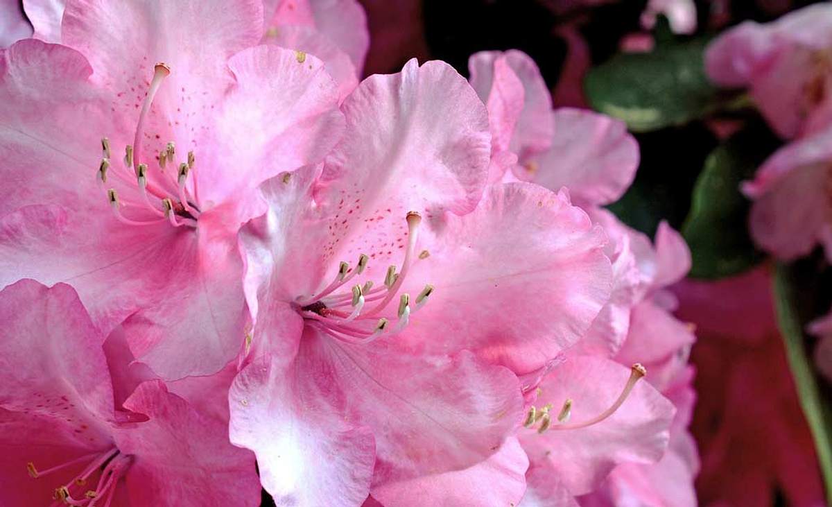 Rosa Rhododendronblüten