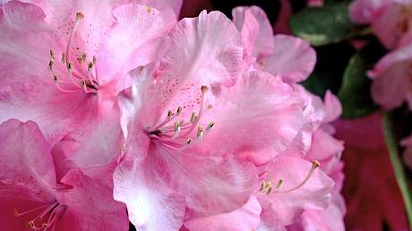 Rosa Rhododendronblüten - Foto: annca / Pixabay
