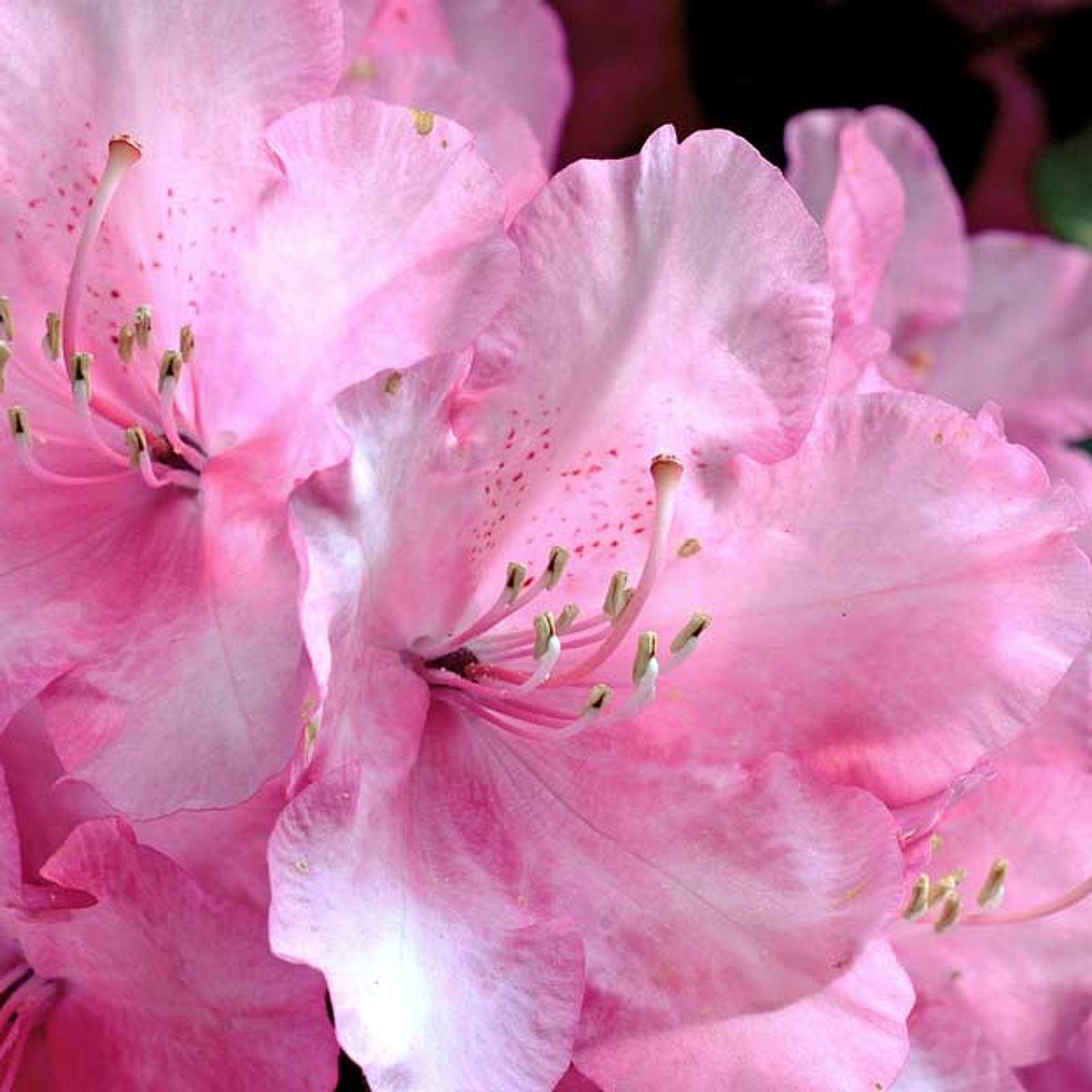 Ist Rhododendron giftig? | Selbst