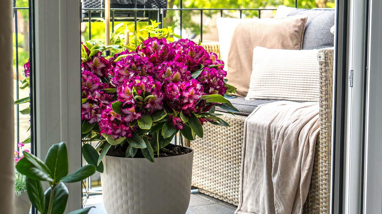 Rhododendron im Kbel | Selbst