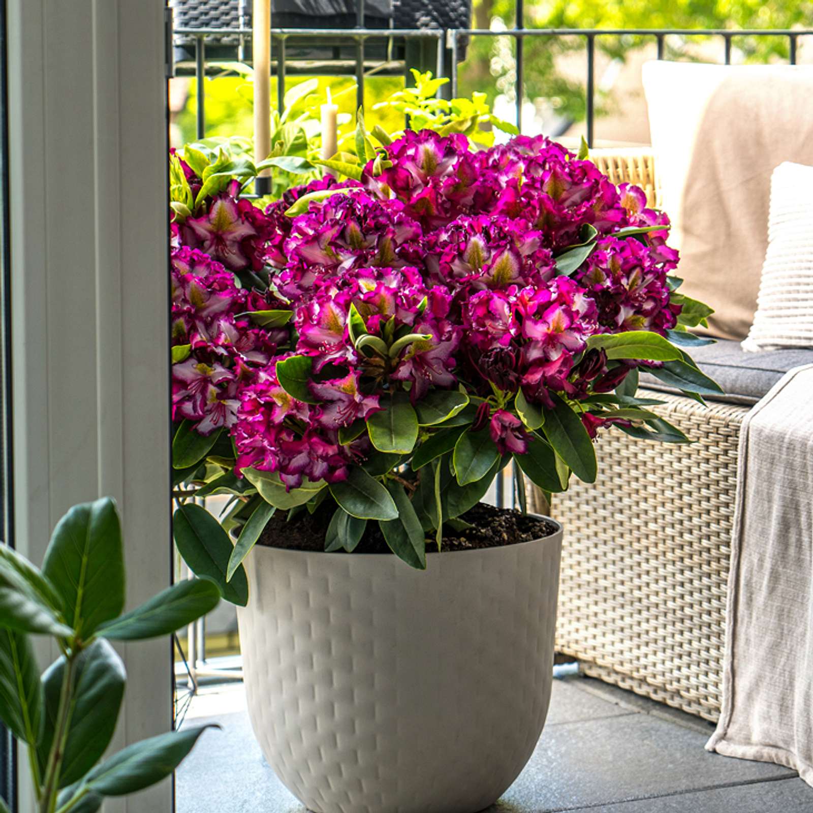 Rhododendron im Kbel | Selbst