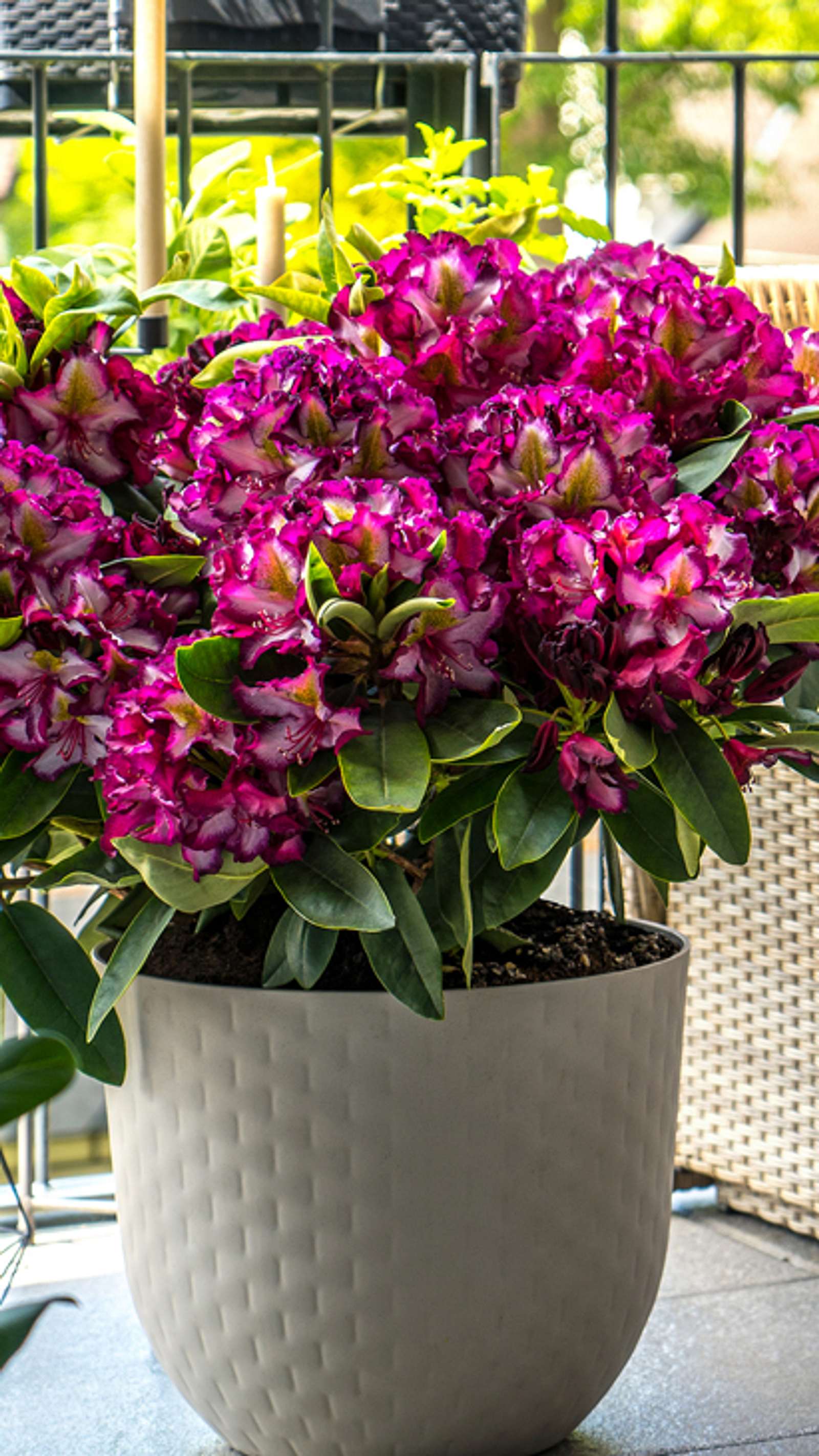 Rhododendron im Kbel | Selbst