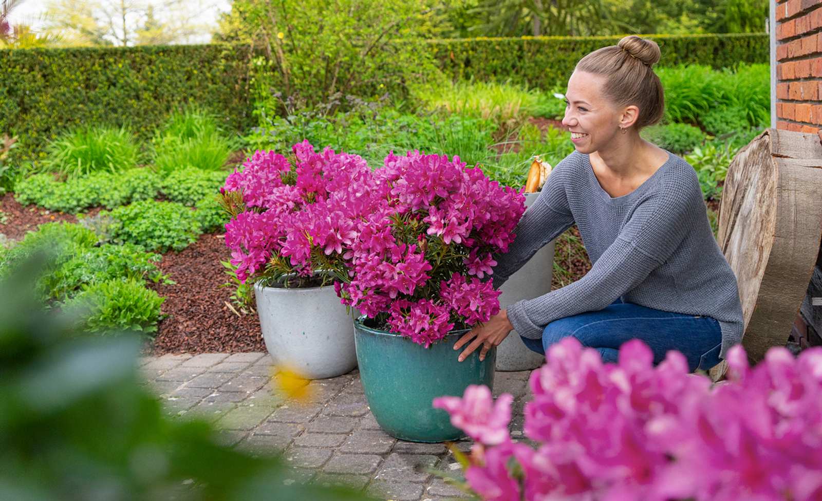 Rhododendren pflanzen, pflegen & überwintern Die besten Tipps für