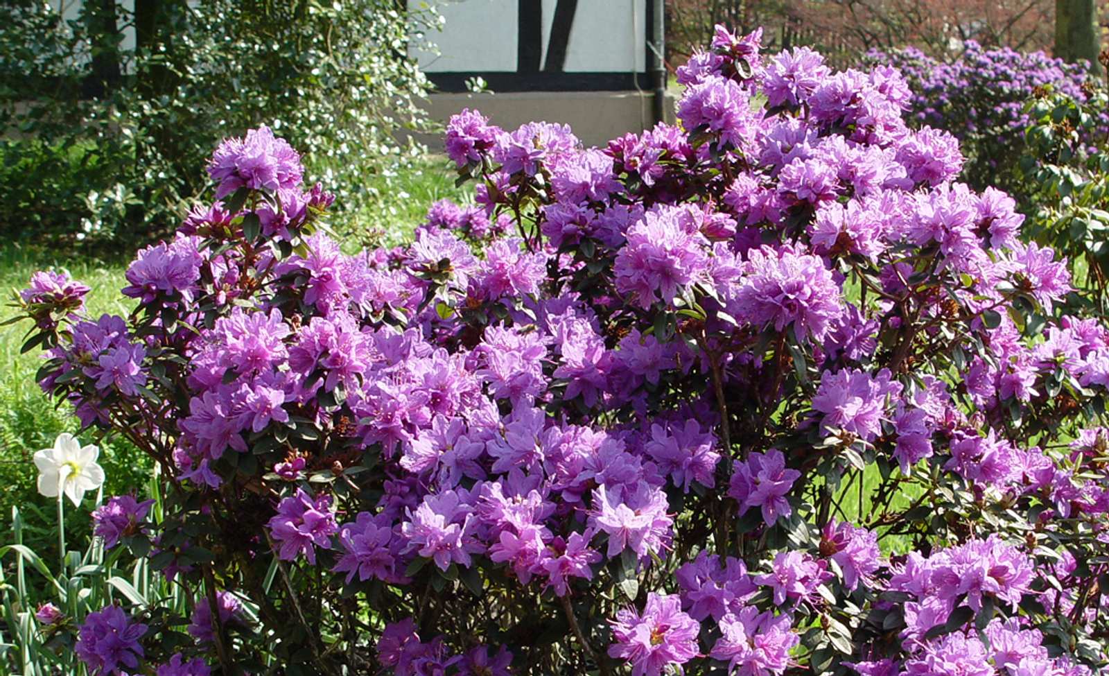 Wichtige Erde Rhododendronerde 10 Blumenerden, die Sie wirklich