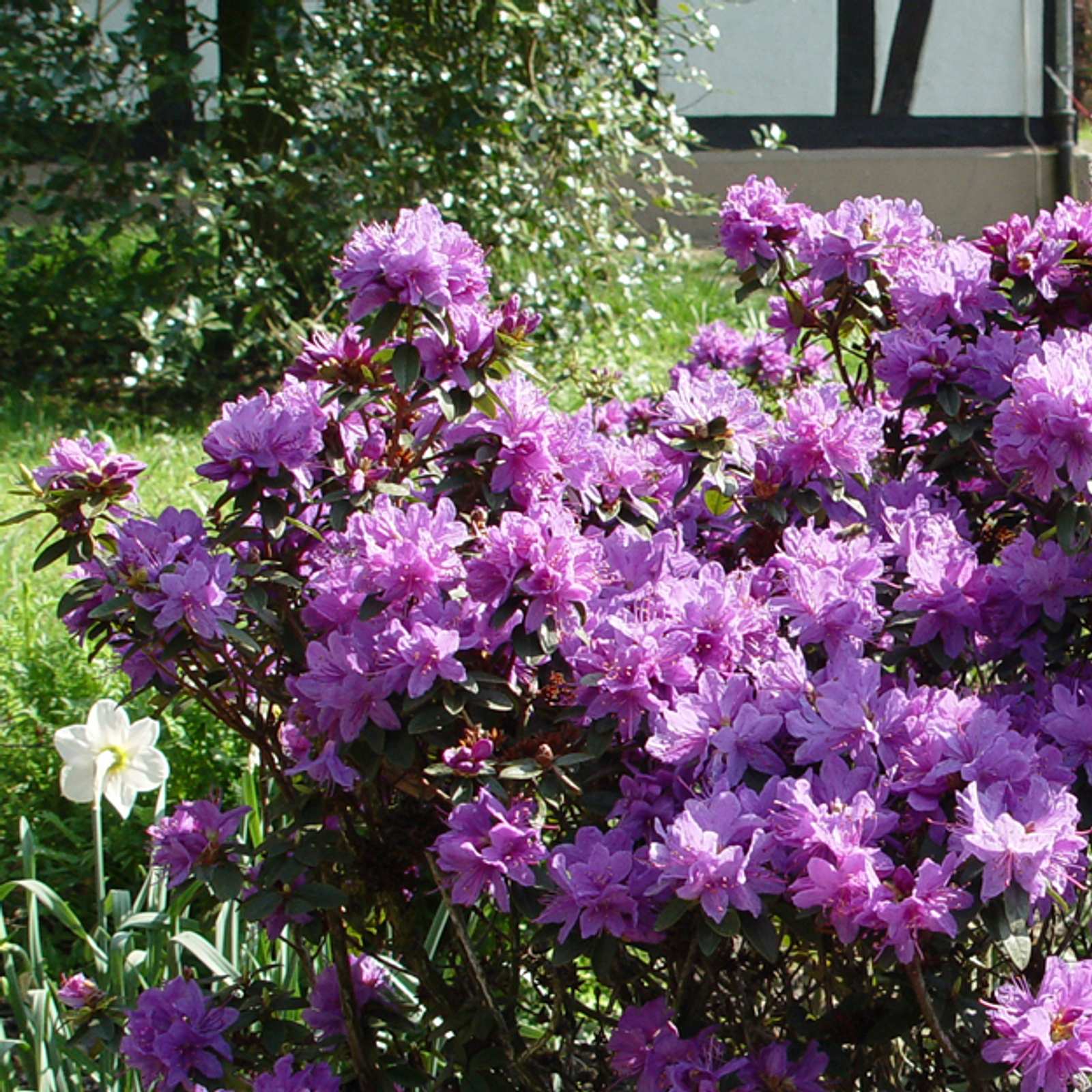 rhododendron whisky Doc Holliday Huckleberry - Flavored Whiskey