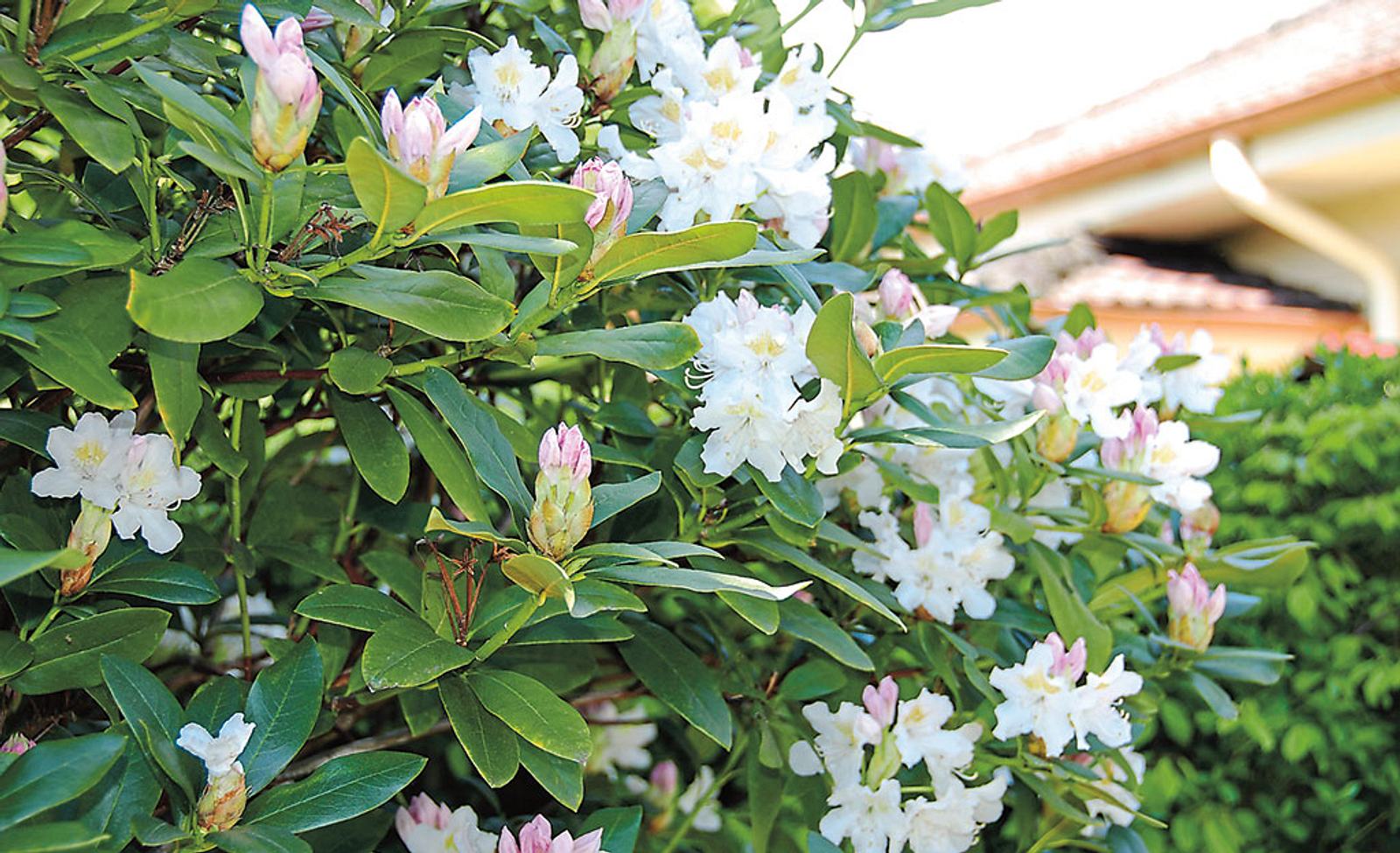 Rhododendronerde | Selbst
