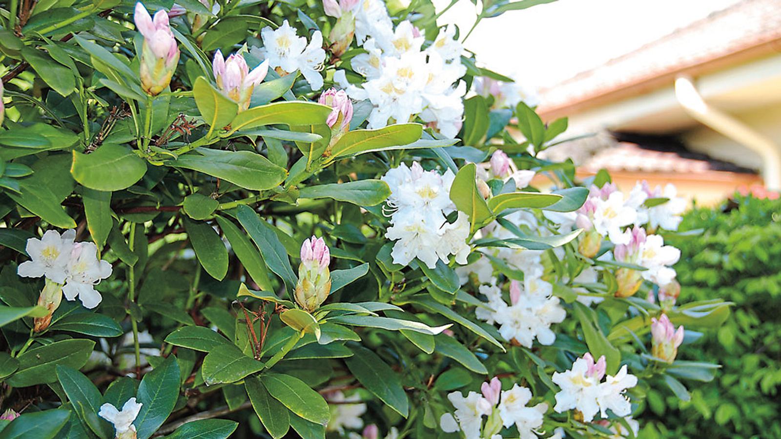 Rhododendron pflegen nach der Blte | Selbst