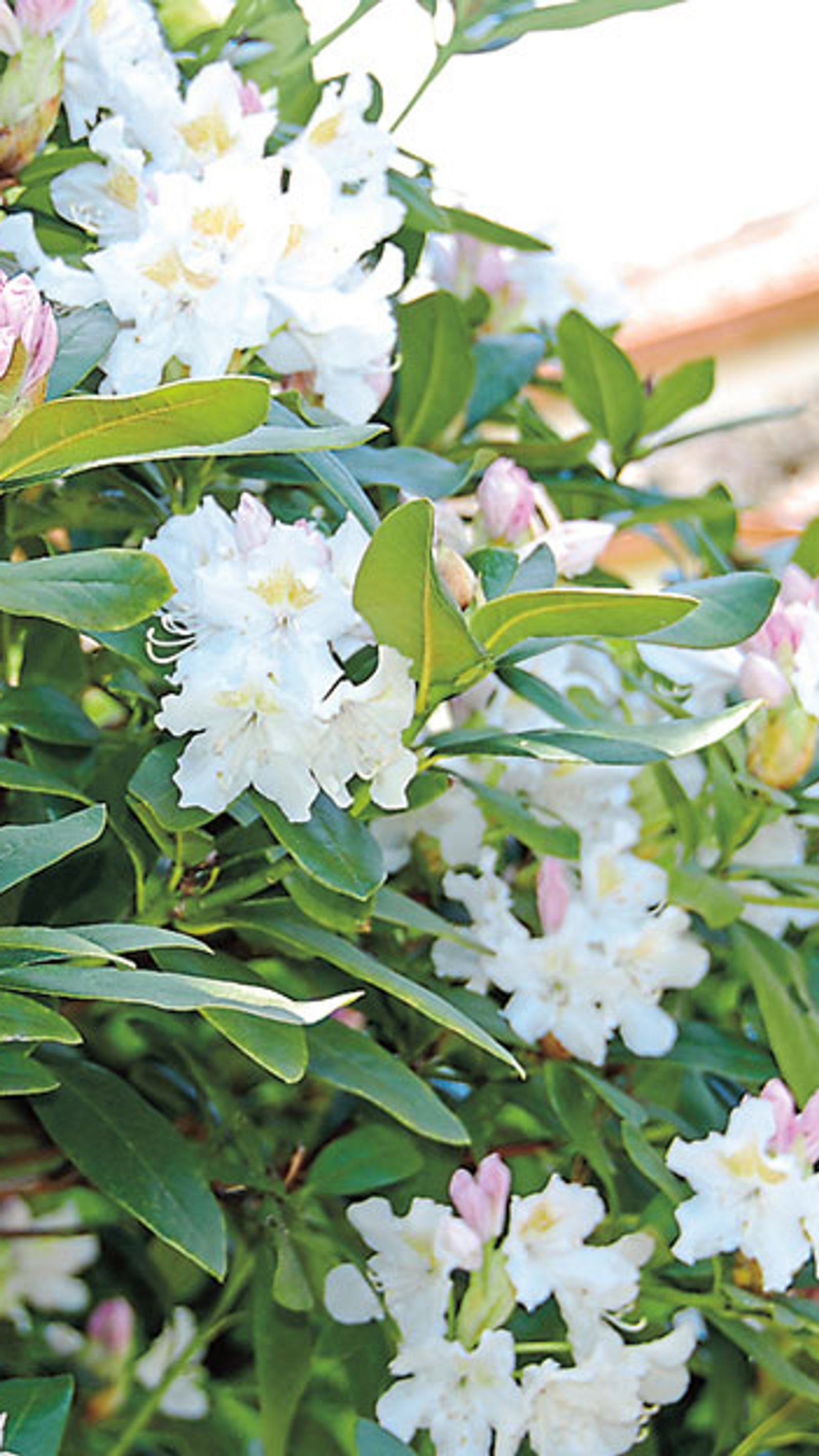 Rhododendron pflegen nach der Blte | Selbst