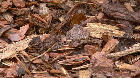 Rindenmulch - Foto: Monsterkoi / Pixabay