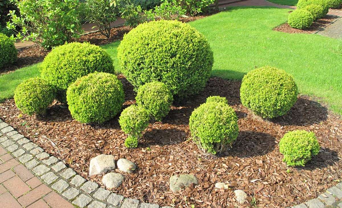 Rindenmulch in einem Beet mit Buchsbäumen