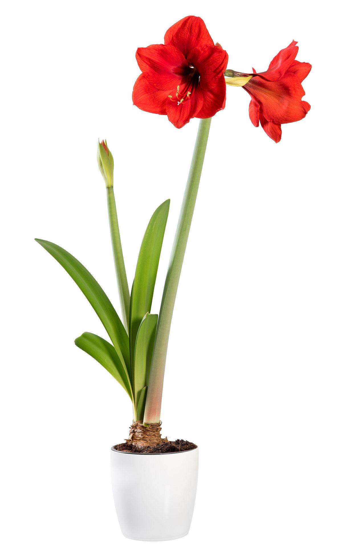 Ritterstern Hippeastrum