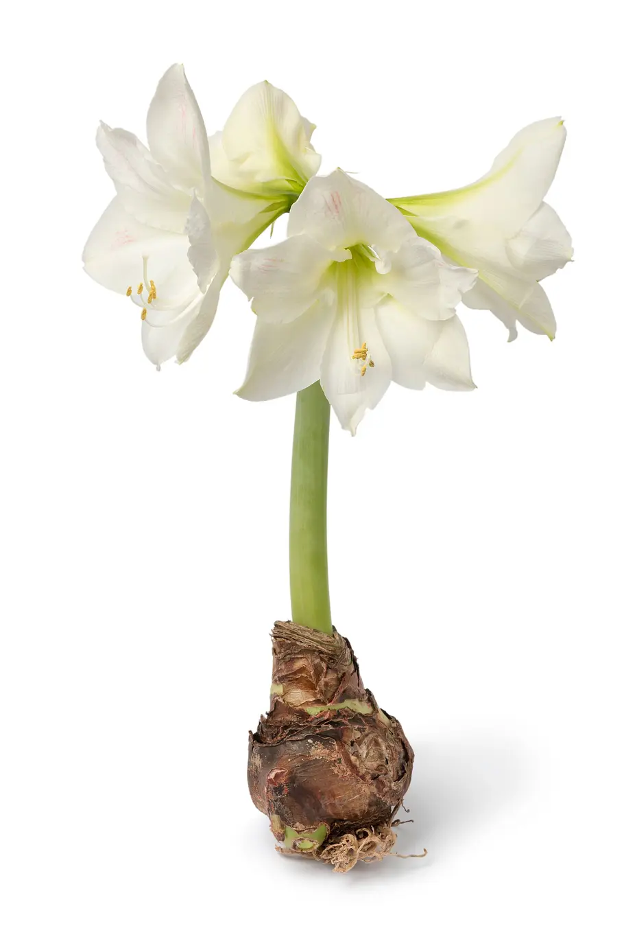 Ritterstern-Zwiebel in voller Blüte Ritterstern-Zwiebel in voller Blüte