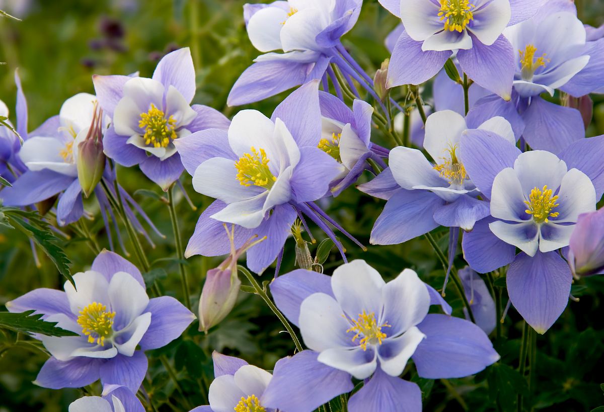 Rocky-Mountain-Akelei (Aquilegia coerulea) 