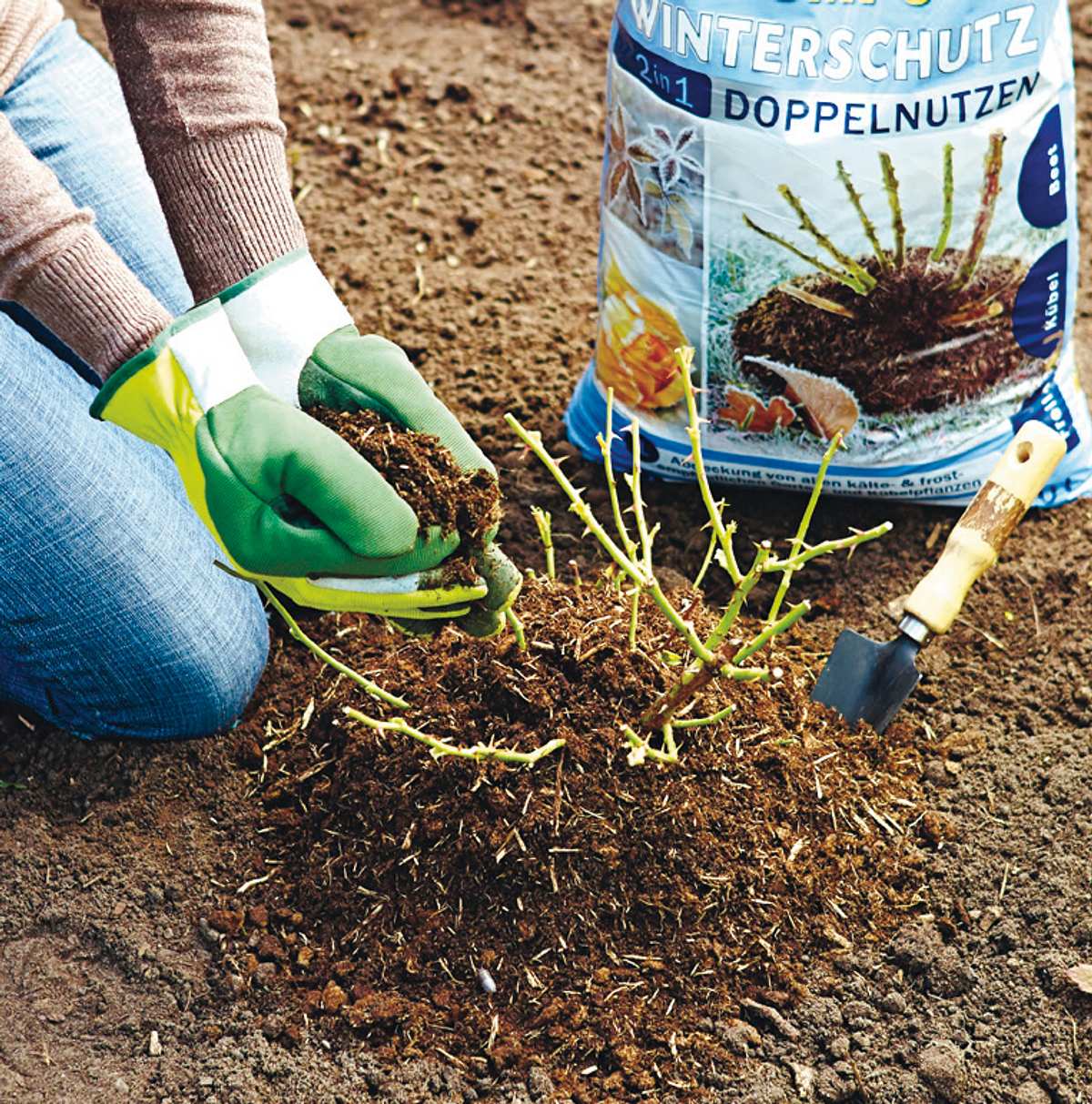 Anhäufeln von Beetrosen mit Frostschutz-Erde