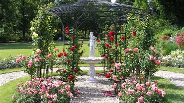 Rosen pflanzen Rosen pflanzen