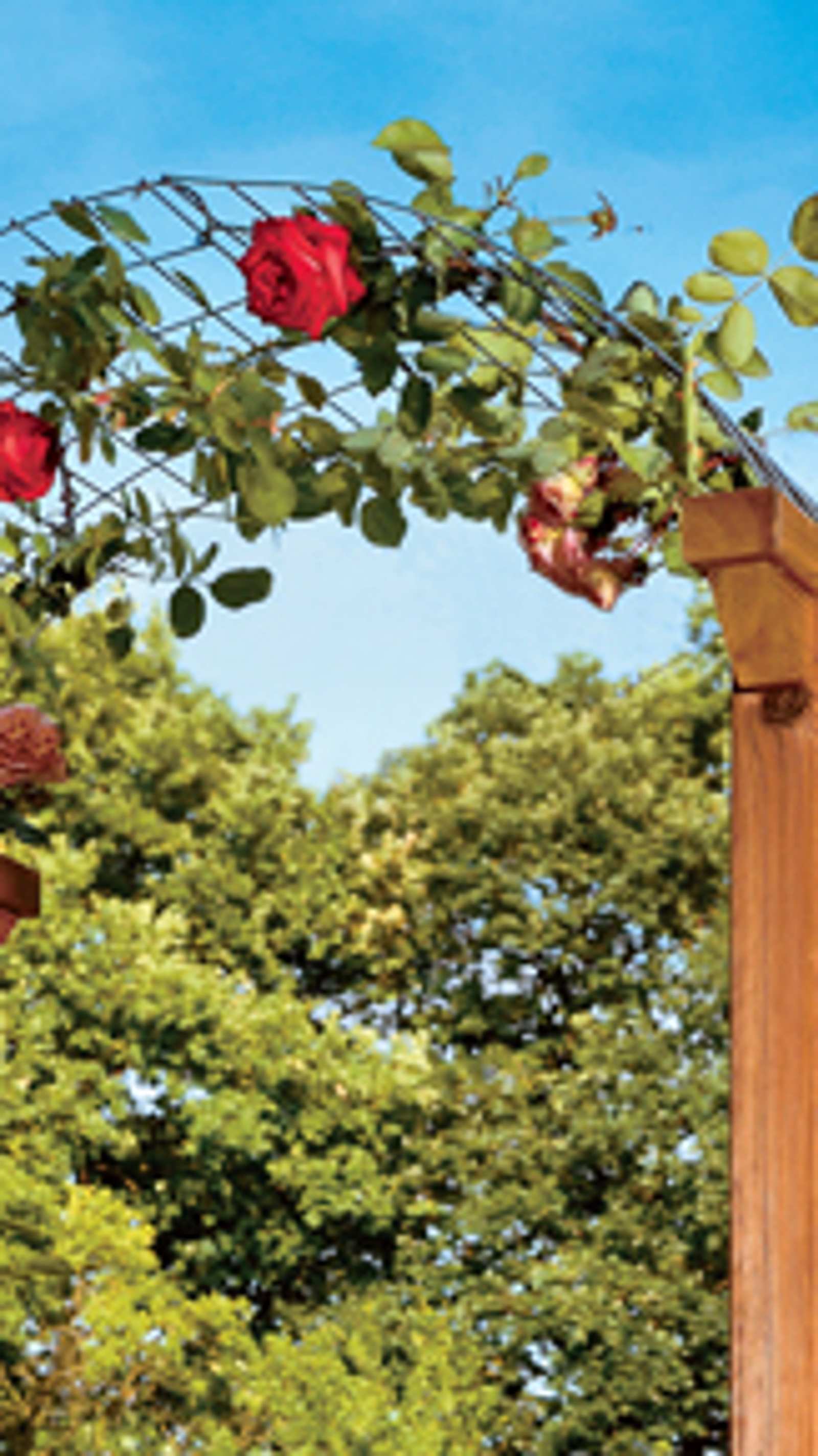Rosenbogen | Selbst