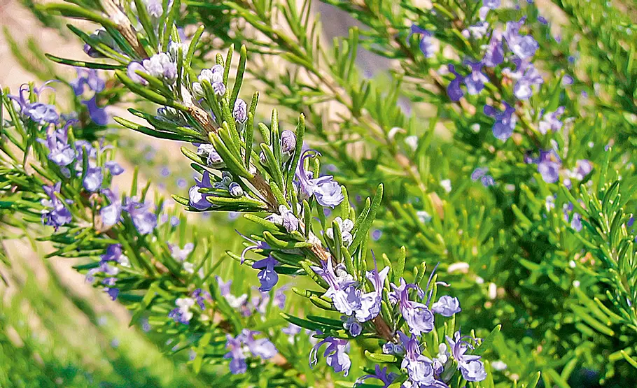 Urlaubs-Souvenir: Rosmarin (Rosmarinus officinalis) Blumen aus dem Urlaub