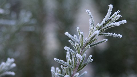 Rosmarin mit Schnee - Foto: foto-augenblick / Pixabay