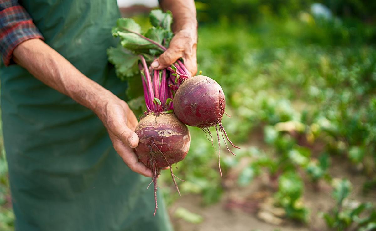 Gesund und Lecker: So ernten Sie Rote Bete.