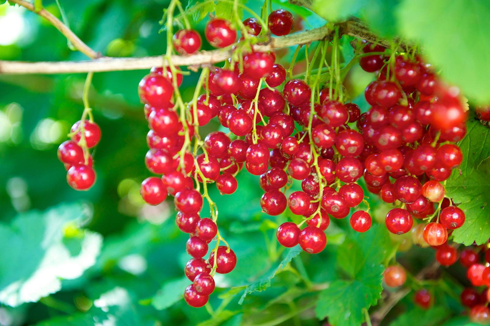 Johannisbeere pflegen, schneiden und ernten Rezept