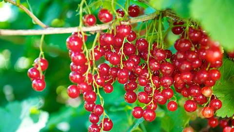 Rote Johannisbeeren hängen in Trauben vom Strauch - Foto: iStock / LisaValder