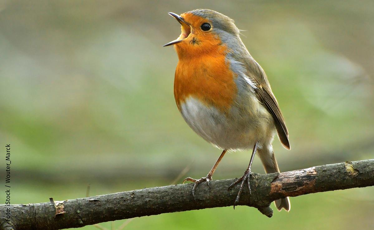 Singender Vogel: Rotkehlchen