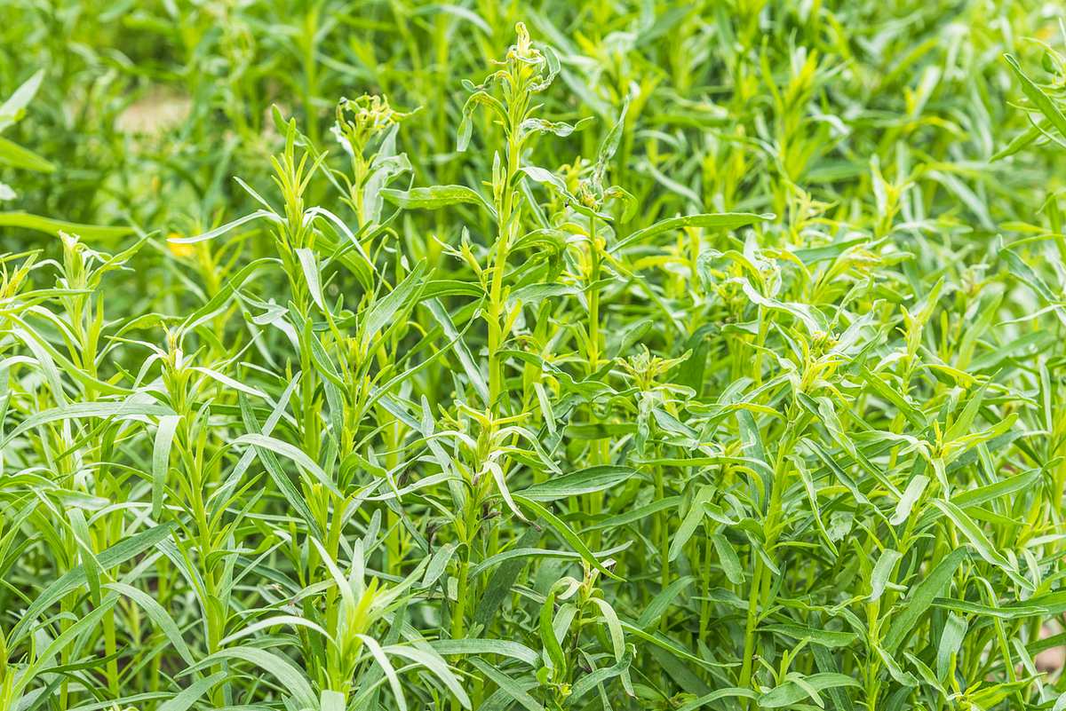 Russischer Estragon (Artemisia dracunculoides) grün-gelbliche lange Stiele mit länglichen grünen Blättern