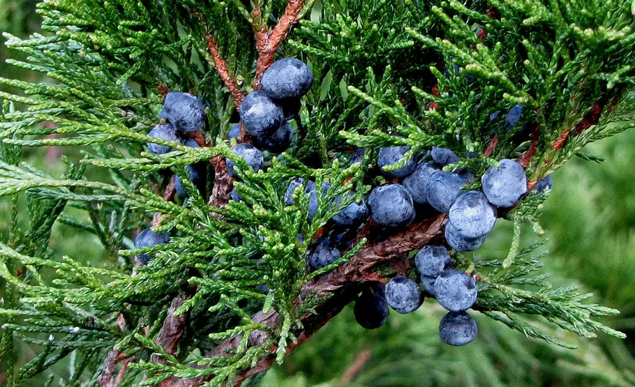 Beeren des Sadebaum Beeren an Giftpflanzen