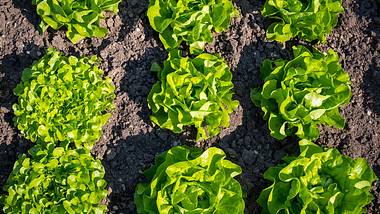 Salat im Beet - Foto: EM80 / Pixabay