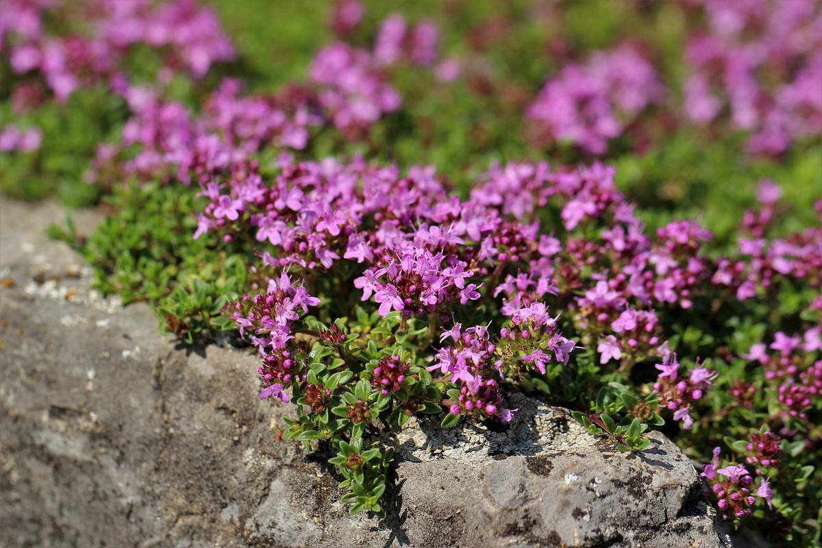 Sehr niedriger Sand-Thymian (Thymus serpyllum) wächst auf dem Steinrand eines Beetes und blüht lila-pink.