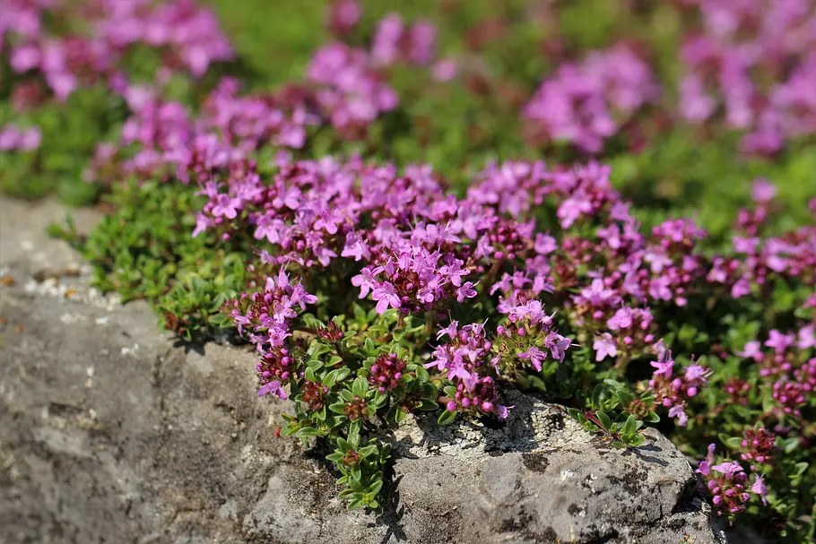 Sand-Thymian (Thymus serpyllum) Sehr niedriger Sand-Thymian (Thymus serpyllum) wächst auf dem Steinrand eines Beetes und blüht lila-pink.
