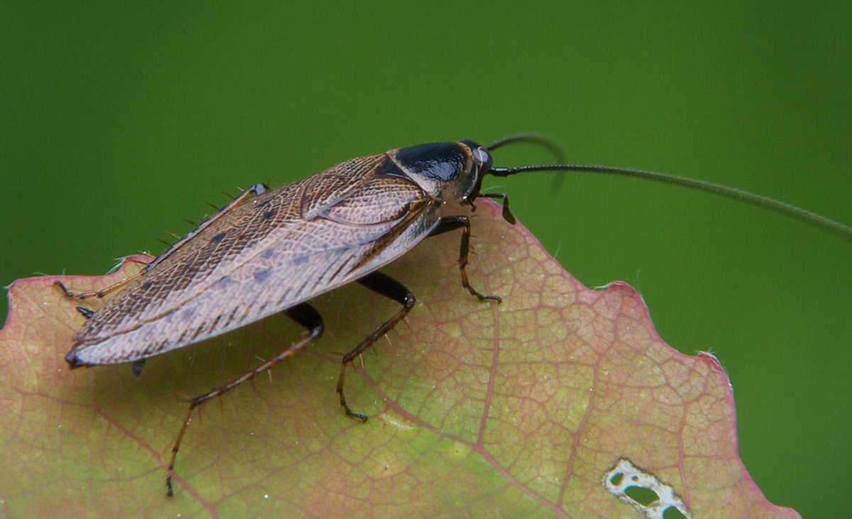 Waldschabe auf Blatt