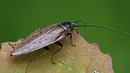 Waldschabe auf Blatt - Foto: Adam Opioła, Ectobius lapponicus a1, CC BY-SA 3.0