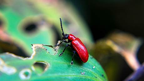 Schädlinge bestimmen und bekämpfen - Foto: ©Amelia - stock.adobe.com