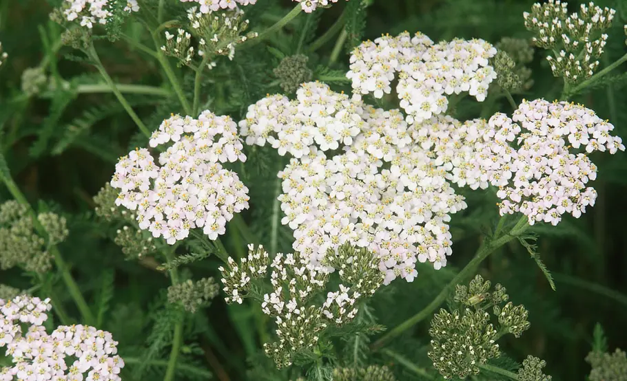 Gemeine Schafgarbe Schafgarbe