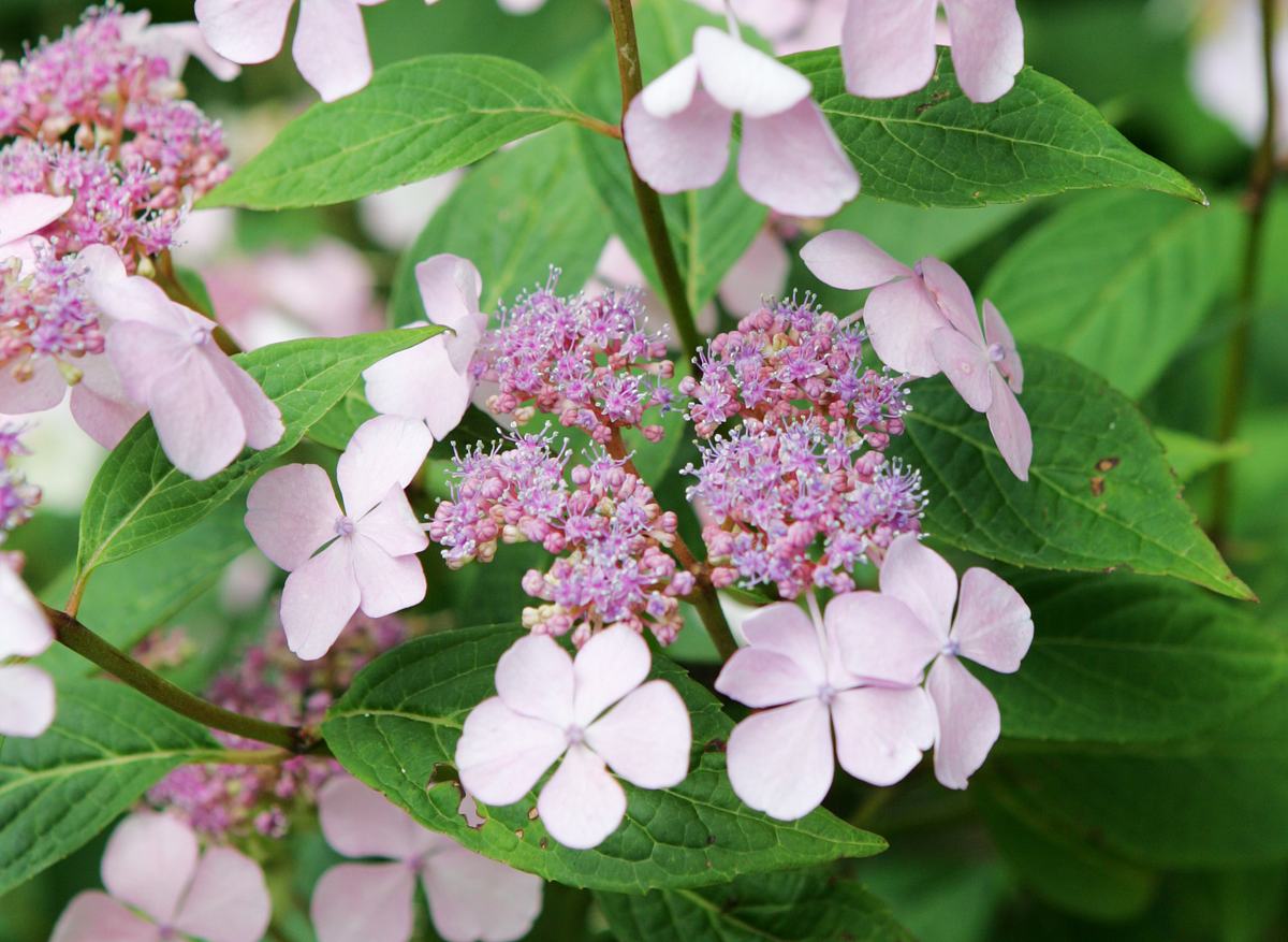 Schattenpflanzen Tellerhortensie